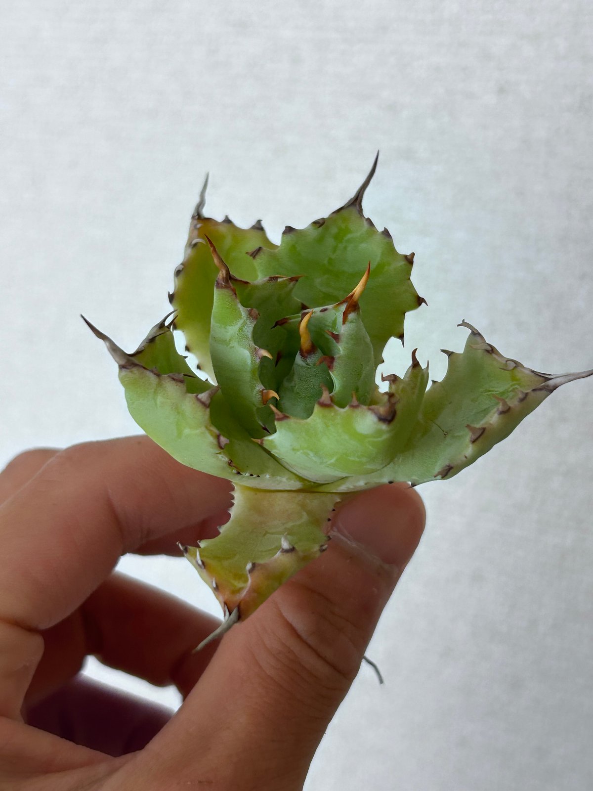 アガベ 特白肌（怒雷神×甲蟹）子株 huplantsタグ付き | アガベ専門店