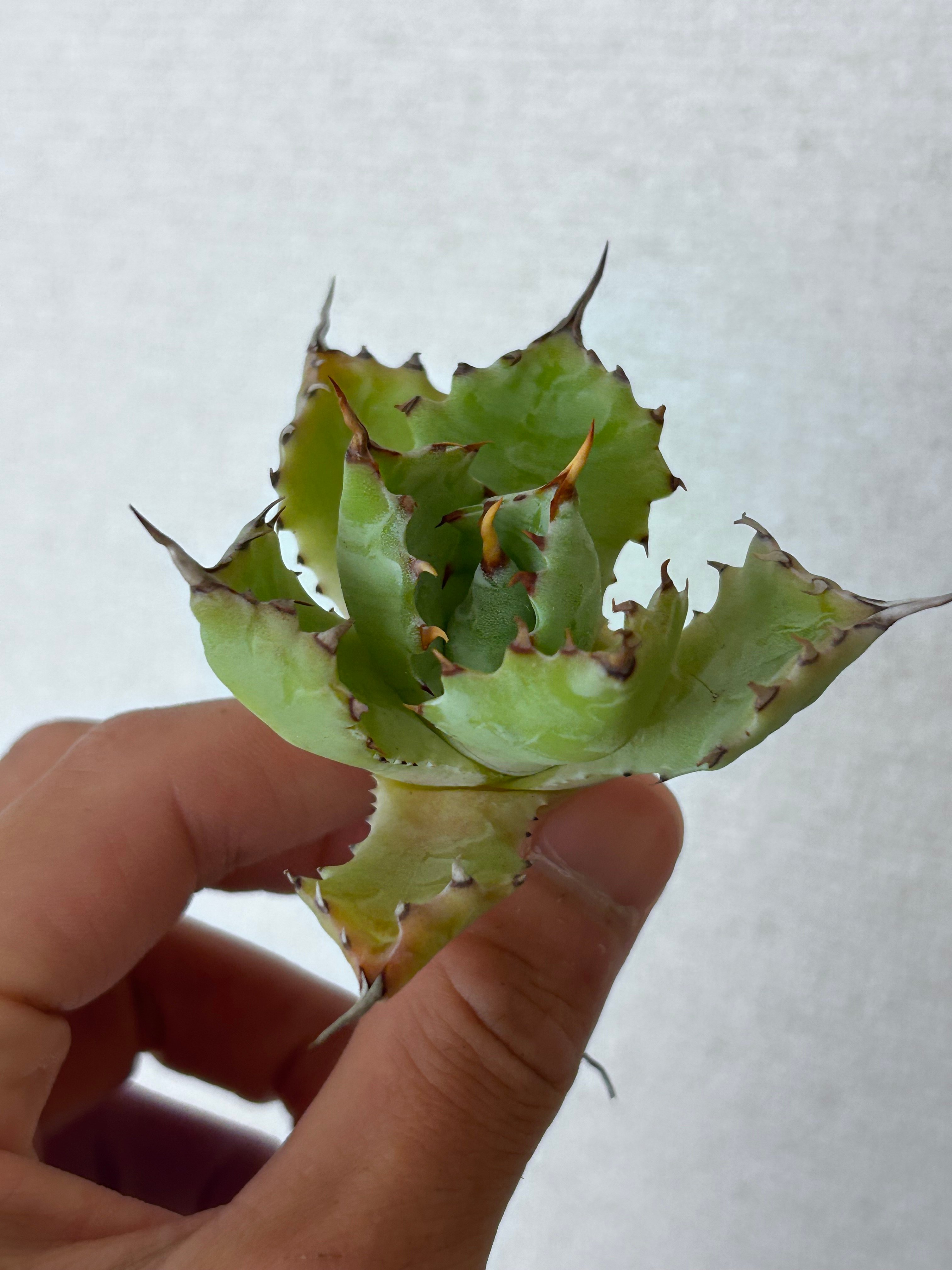 アガベ 特白肌（怒雷神×甲蟹）子株 huplantsタグ付き | アガベ専門店