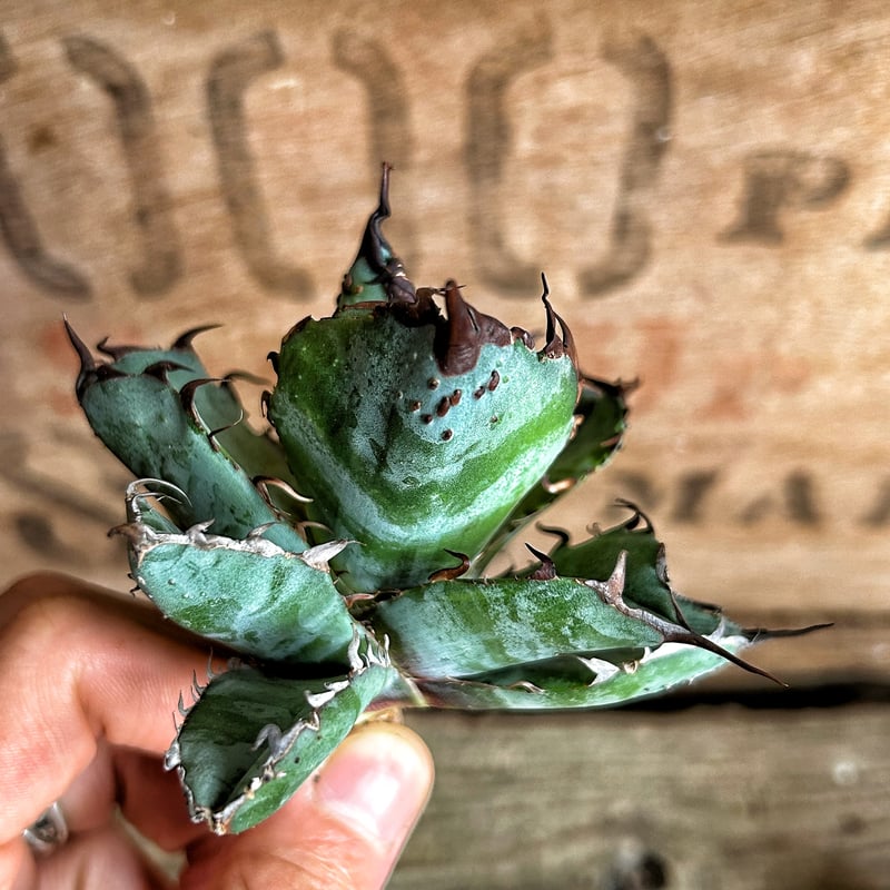 悪魔BB 現品 チタノタ 裏棘 悪魔BB 現品 チタノタ 裏棘 悪魔BB 現品 チタノタ 裏棘