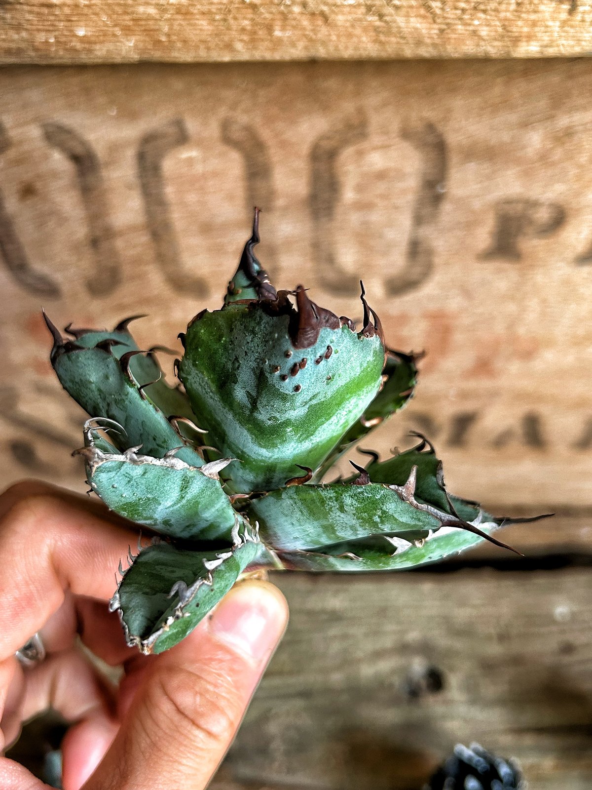 アガべ ブツブツBB 悪魔BB 怪物BB 裏棘 | アガベ専門店 Heart plants.