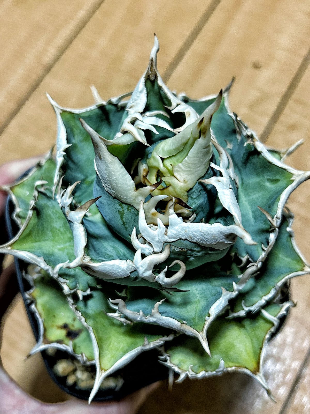 超選抜【選抜オークション】③子株付き　太棘　アガべ　白豪刺　TC ♯47 超選抜【選抜オークション】③子株付き 太棘 アガべ 白豪刺 TC ♯