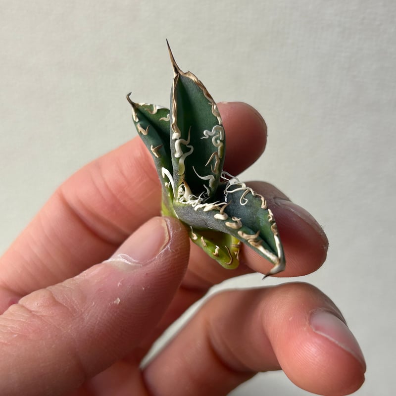 アガベ　穿山甲　子株 アガベ 穿山甲 センザンコウ 裏棘 トップ極太 コレクション株 | アガベ