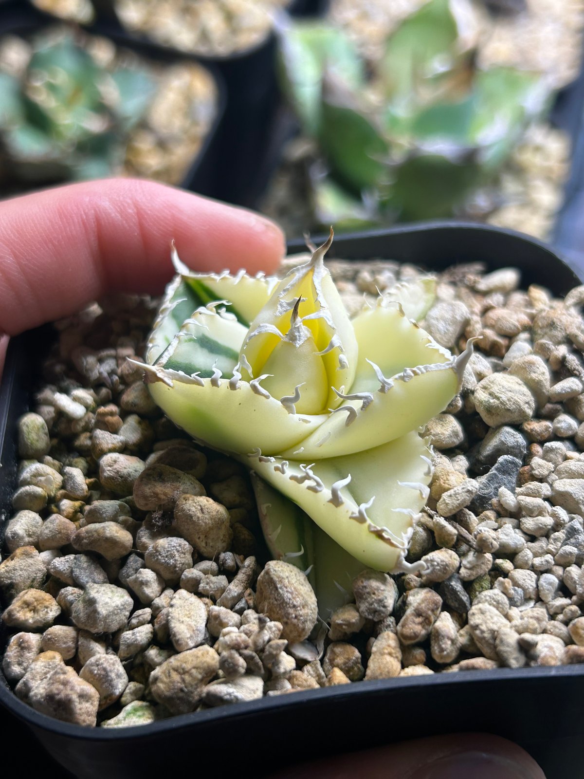 【極斑】dyckia satith 斑入り Dyckia 'Satith' . 斑入りは華やか‼️ いつかウチでも実生から出ると