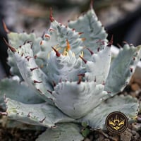 イシスメンシスハイブリッド 楽天市場】【ふるさと納税】スリクソン ZXi ハイブリッド スチール