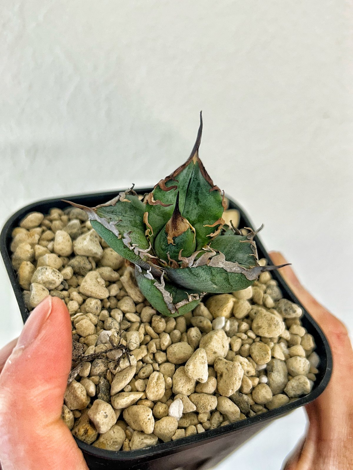 アガベ heart plants numbers 037 HP037 ムチムチ子株 | アガベ