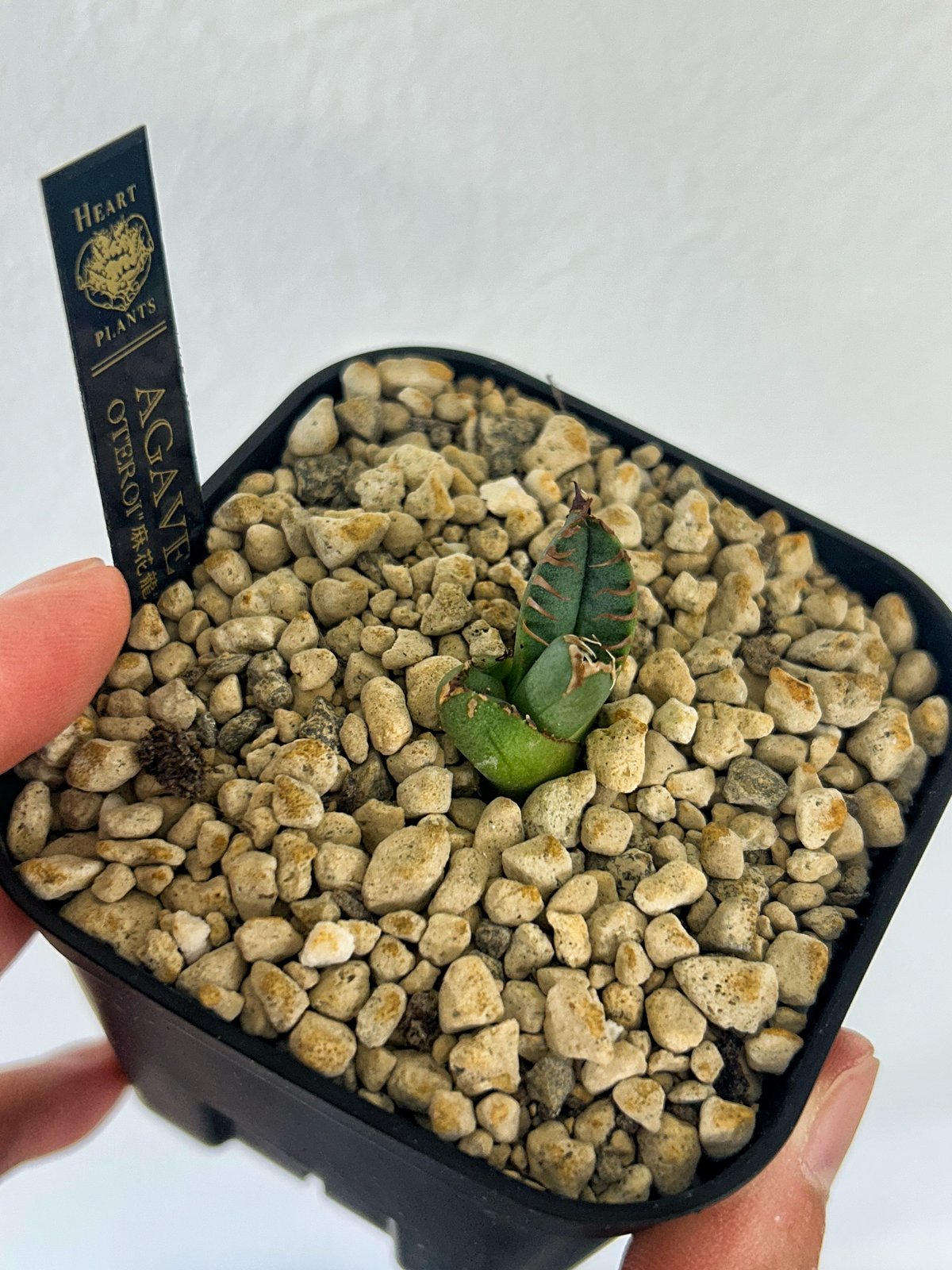 アガベ オテロイ 青葉 麻花龍 | アガベ専門店 Heart plants.