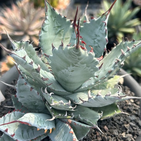 CATEGORY Agave | アガベ専門店 Heart plants.
