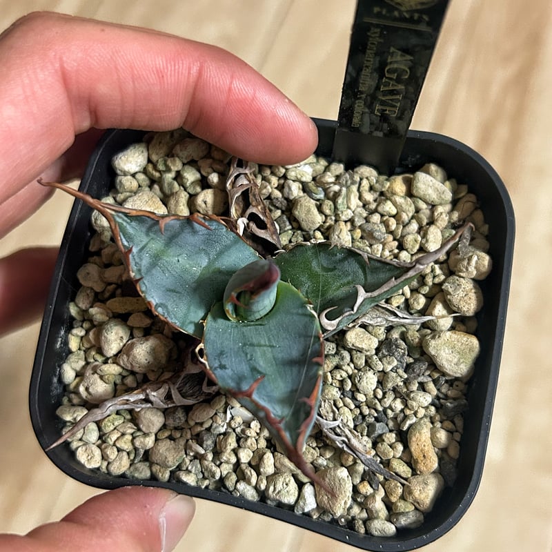 アガベハイブリッド ネバデンシス×チタノタB B アガベハイブリッド