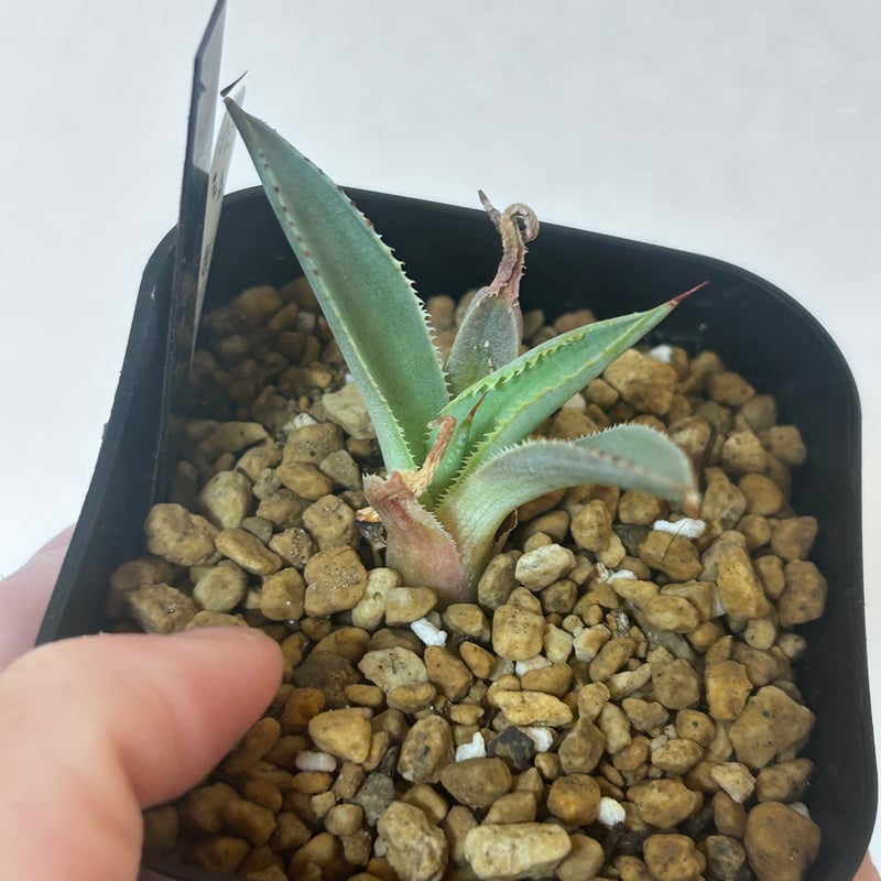 アガベ 姫甲蟹×屈血 赤連棘 白肌 子株 | アガベ専門店 Heart plants.