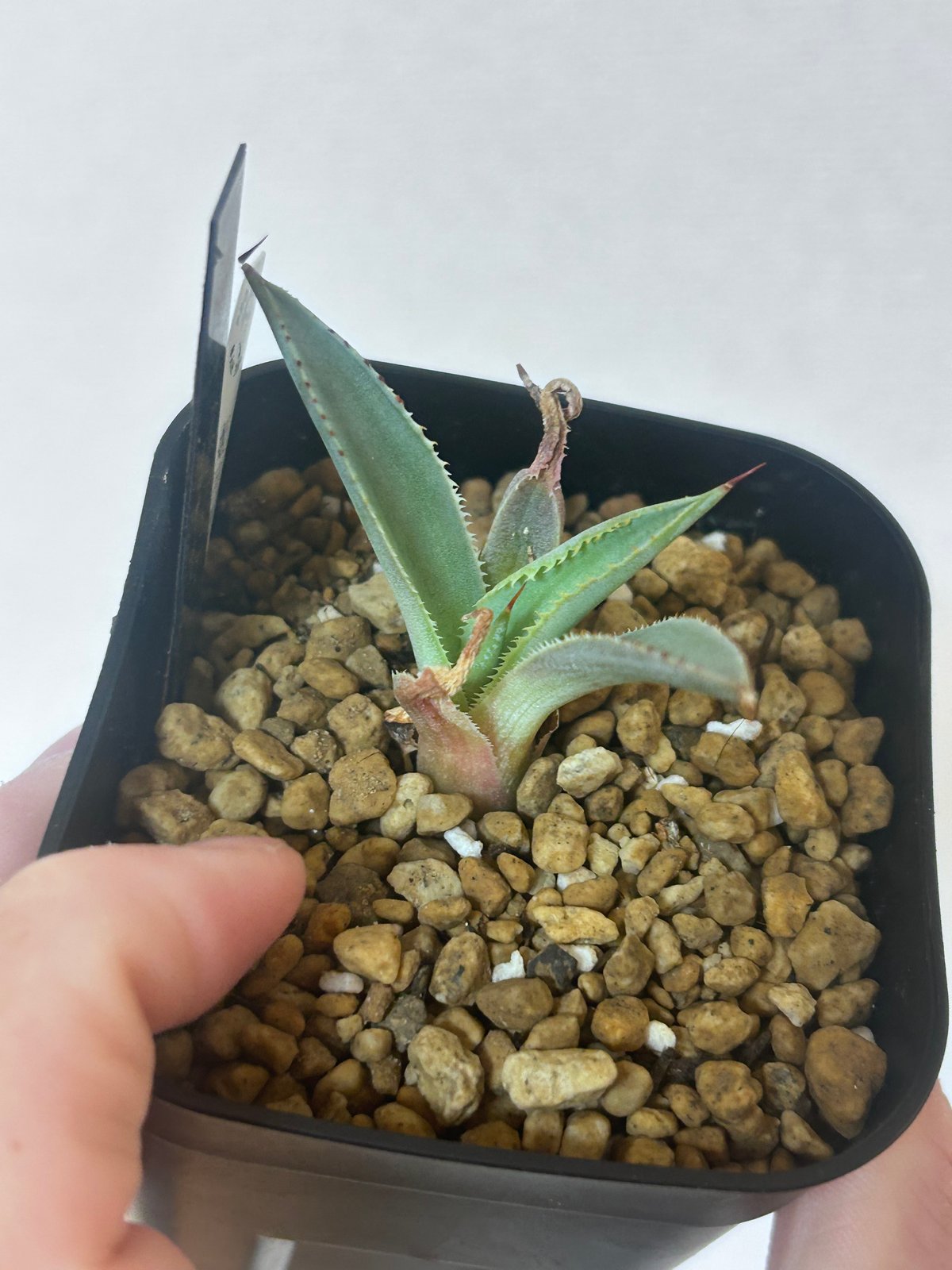 アガベ 姫甲蟹×屈血 赤連棘 白肌 子株 | アガベ専門店 Heart plants.