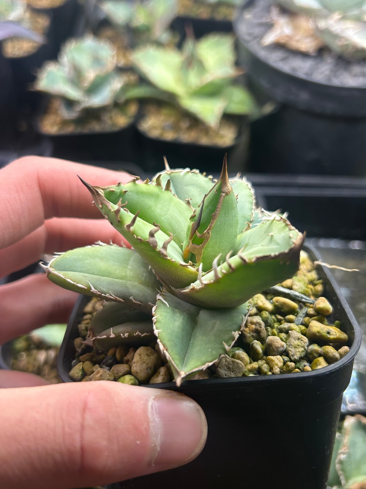 Berlin産　毒蛇　アガベ　チタノタ　子株 アガベ Berlin 