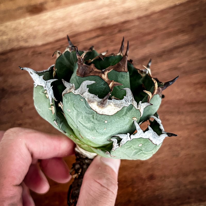 アガベ オアハカ オテロイ 手乗りコンパクト | Heartplants 