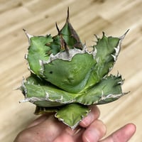 アガベ オバティフォリア オルカ 子株 | Heartplants