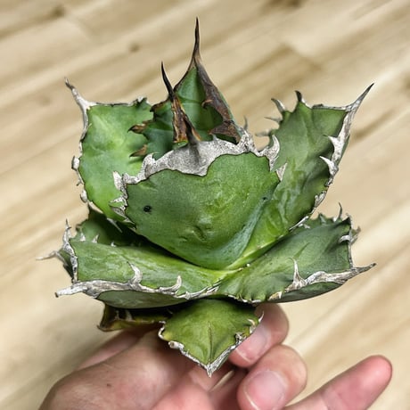 アガベ専門店 Heart plants.