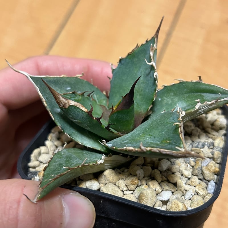 アガベ 緑犀牛 | アガベ専門店 Heart plants.