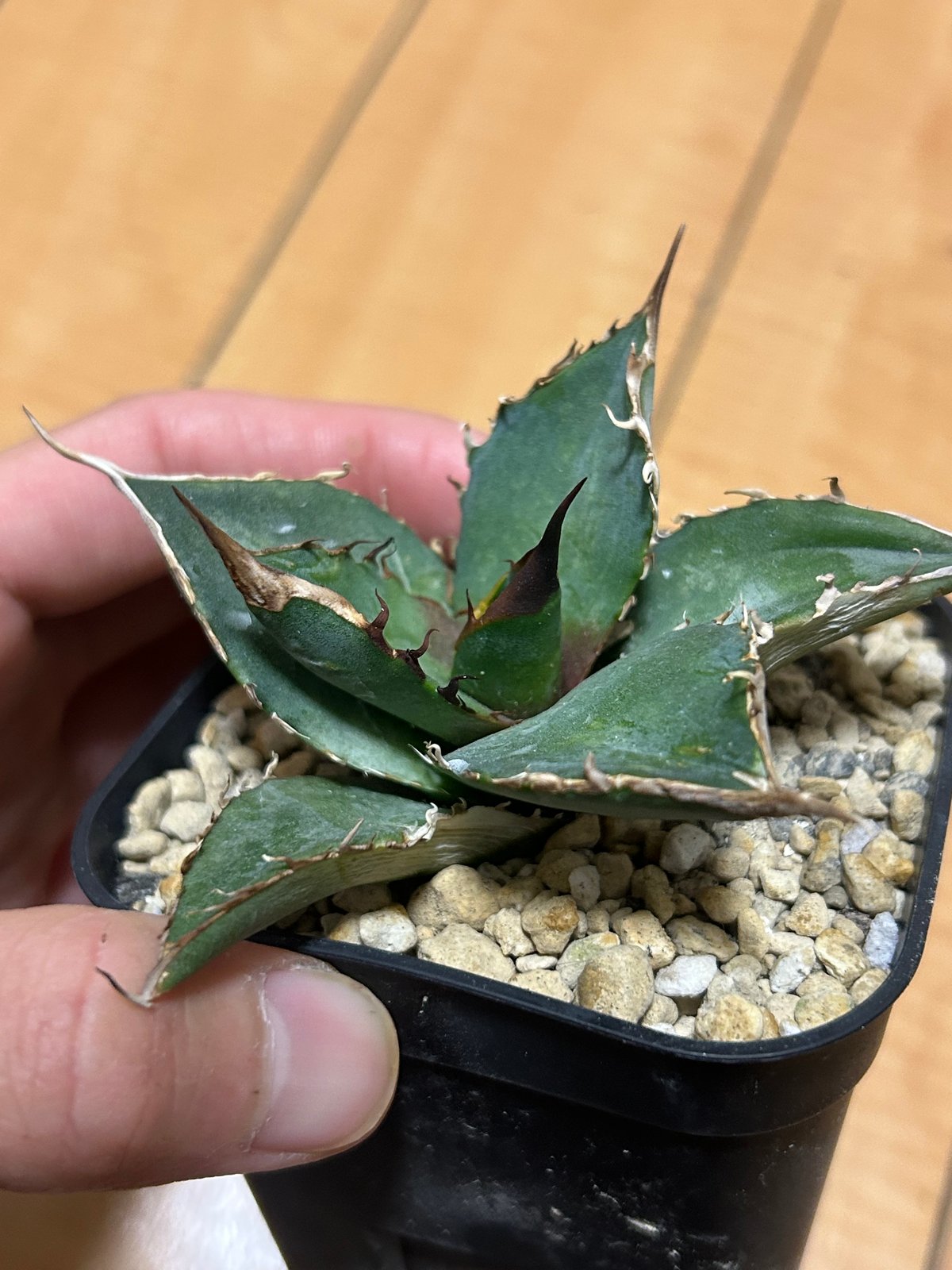 アガベ 緑犀牛 | アガベ専門店 Heart plants.