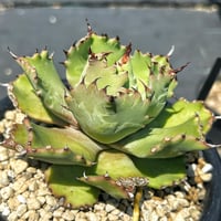 特白肌怒雷神×屈原の舞扇🪭A7 子株 | Heartplants