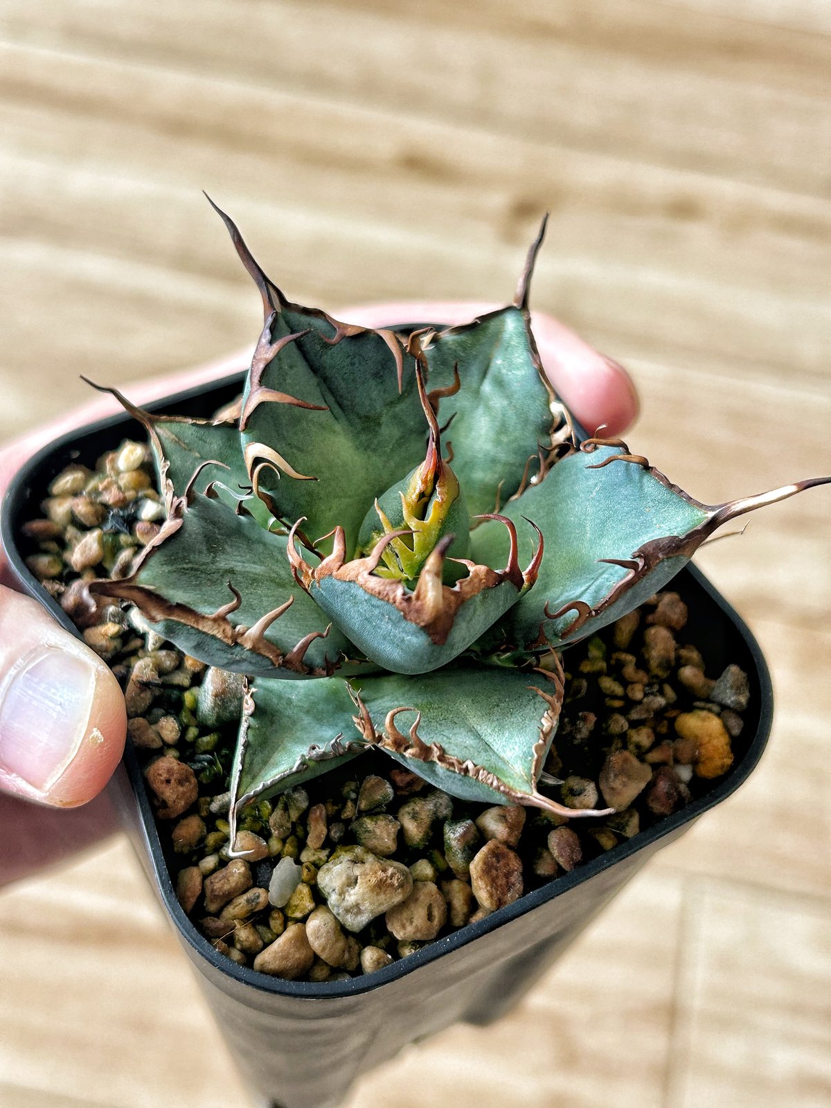 アガベ オテロイ OX009 当店コレクション株 子株 | アガベ専門店 Heart