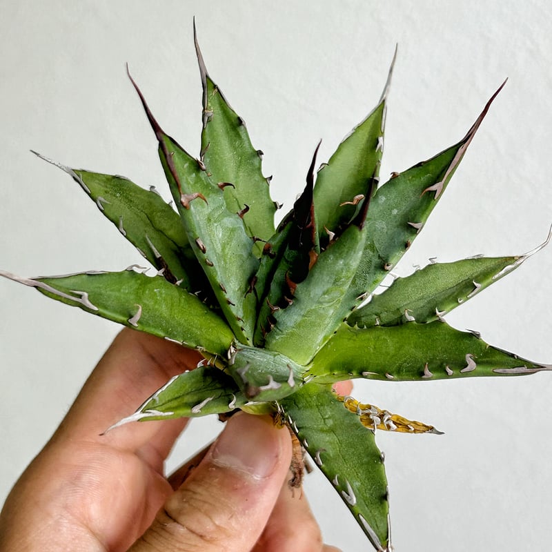 アガベ ホリダ×妖炎 ハイブリッド | Heartplants