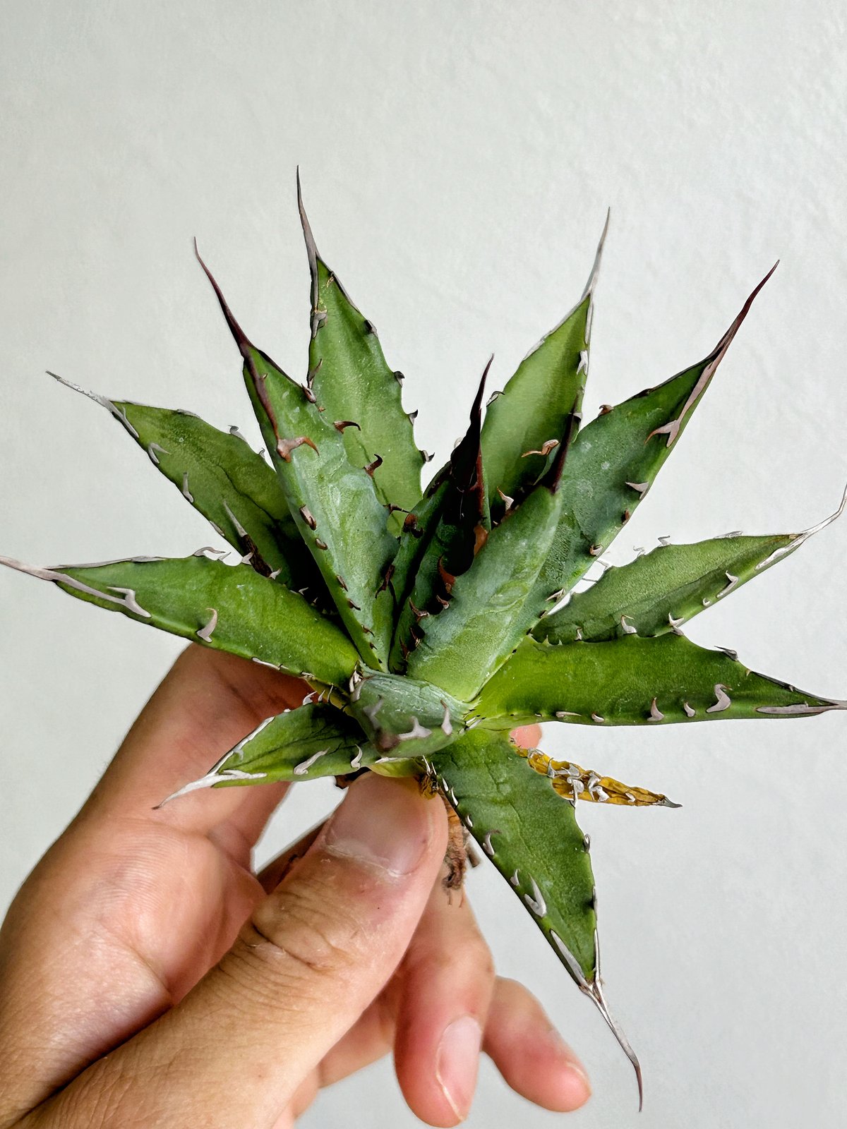 アガベ ホリダ×妖炎 ハイブリッド | アガベ専門店 Heart plants.