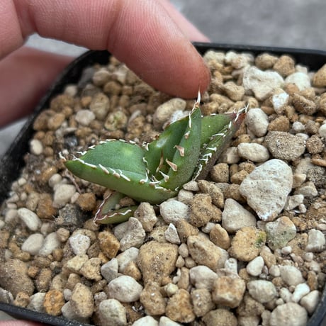 CATEGORY Agave | アガベ専門店 Heart plants.