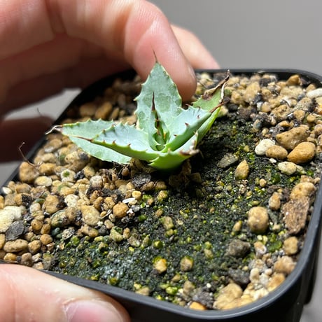 アガベ 特白肌×妖炎 ハイブリッド 青葉 | アガベ専門店 Heart plants.