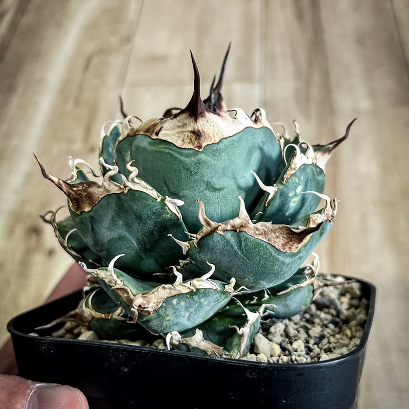 アガベ HP037 チャビー