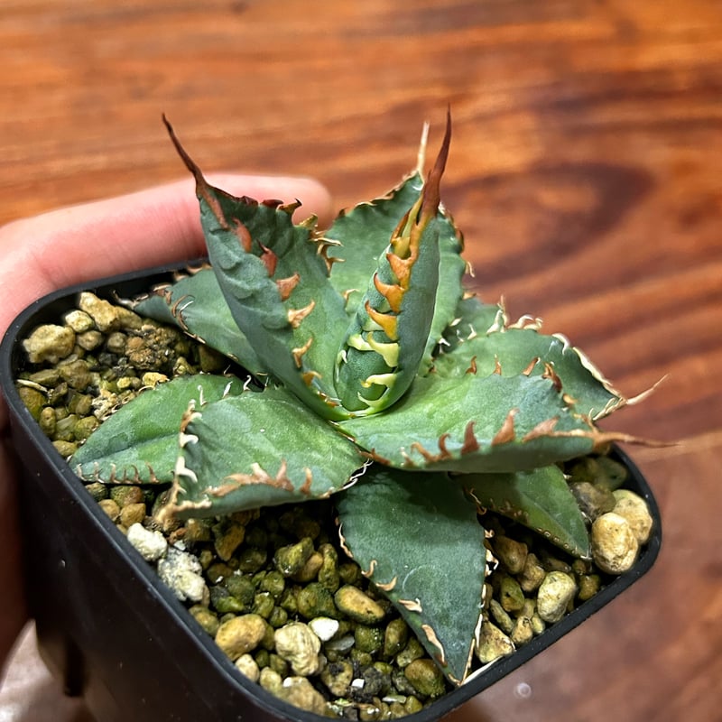 アガベ エボリスピナ 大 1点物】アガベ・ユタエンシス・エボリスピナ / Agave utahensis var