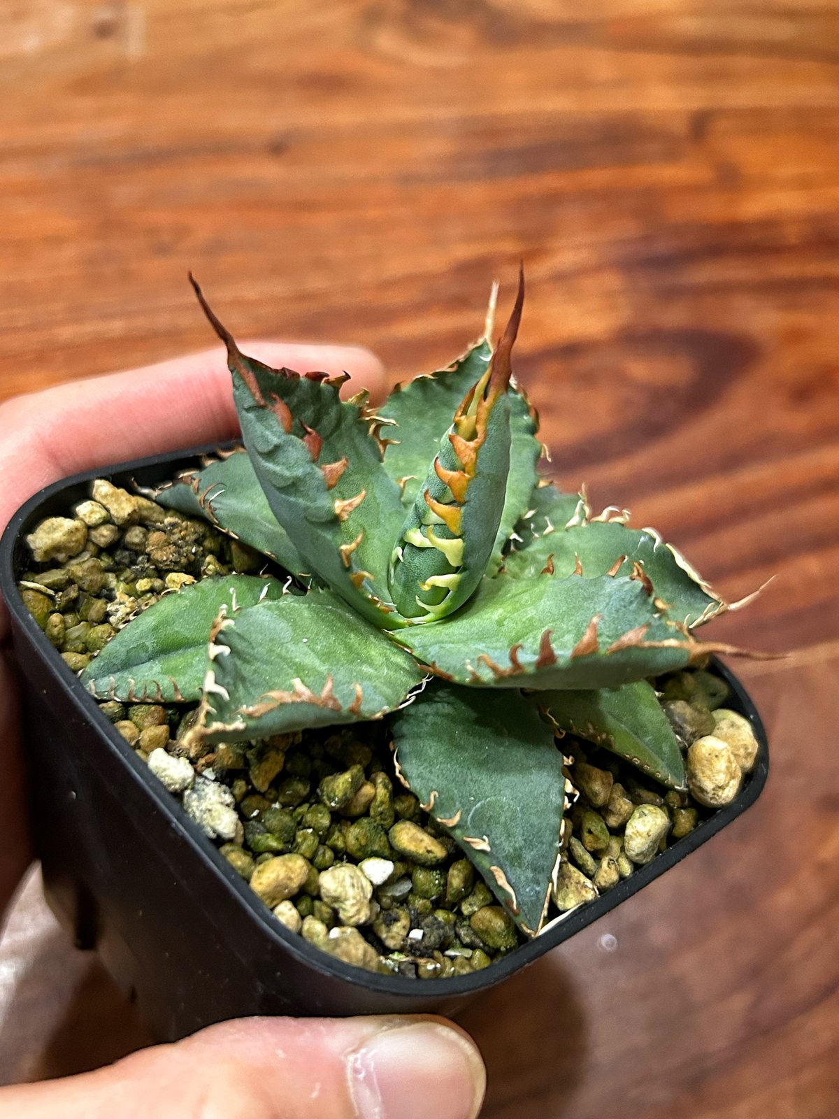 アガベ　【エボリBB】 アガベ チタノタ エボリ×BB エボリBB ハイブリッド 親株 アガベ