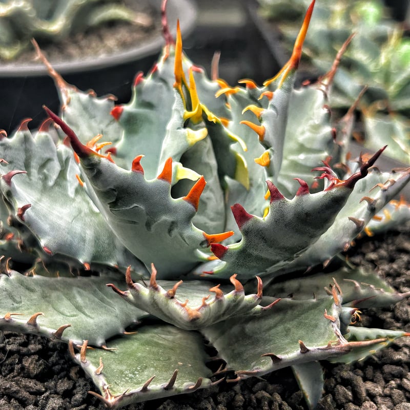 O*@様 アガベ 特白肌怒雷神×屈原 子株 特白肌怒雷神×屈原の舞扇🪭A68 子株 | アガベ専門店 Heart plants.