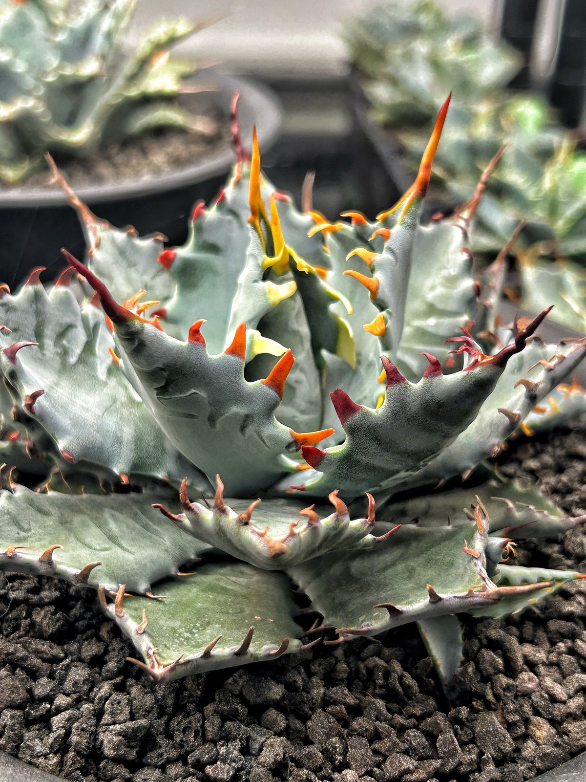 特白肌怒雷神×屈原の舞扇🪭A68 子株 | アガベ専門店 Heart plants.