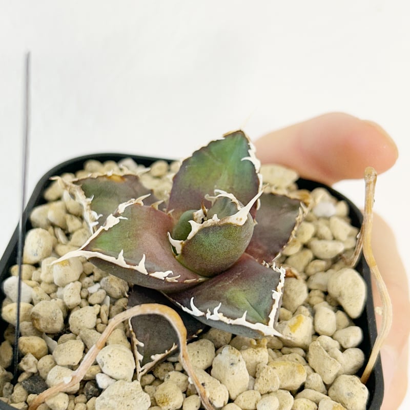 アガベ 狼人 龍球会産 | Heartplants