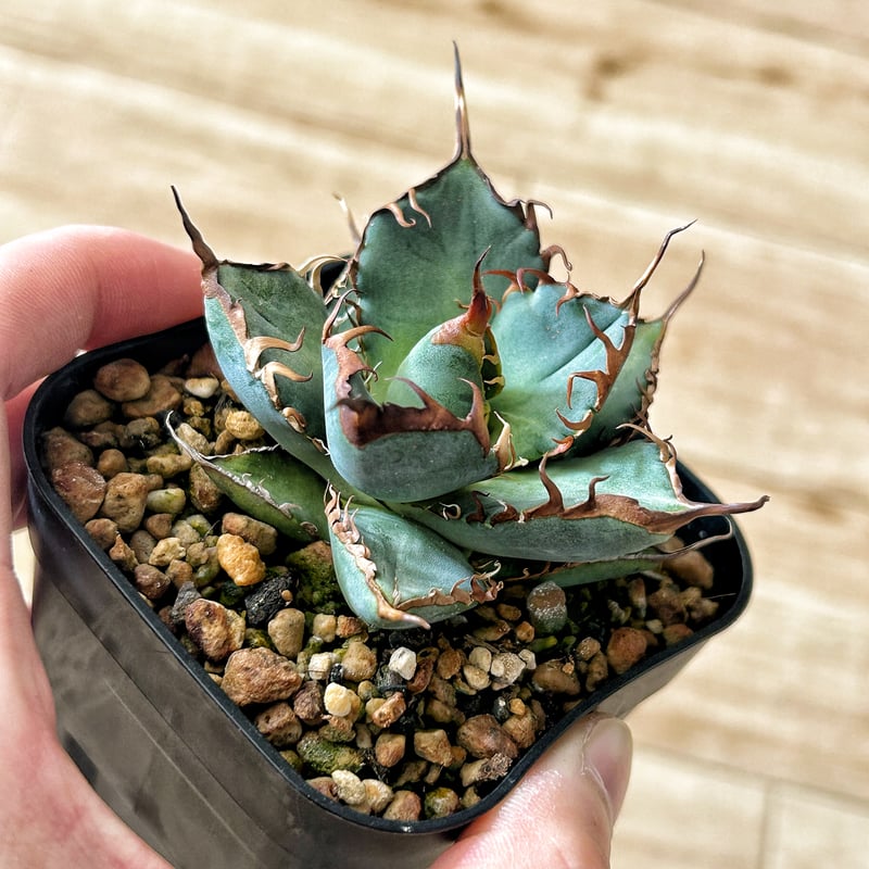 バ*ク様 アガベ オテロイ実生 ロウルサンコ種子 全部 バ*ク様 アガベ