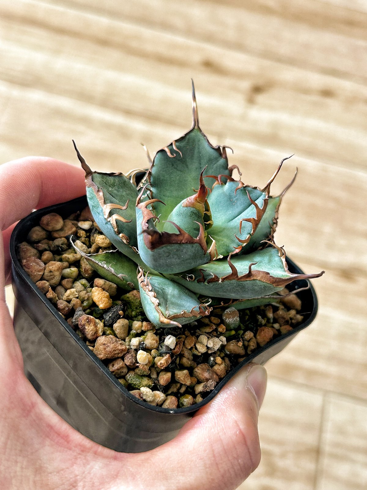 アガベ オテロイ OX009 当店コレクション株 子株 | アガベ専門店 Heart