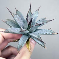 アガベ Cg01 追星 ムチムチ子株 | アガベ専門店 Heart plants.