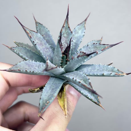 CATEGORY Agave | アガベ専門店 Heart plants.
