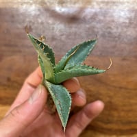 特白肌怒雷神×屈原の舞扇🪭A7 子株 | Heartplants