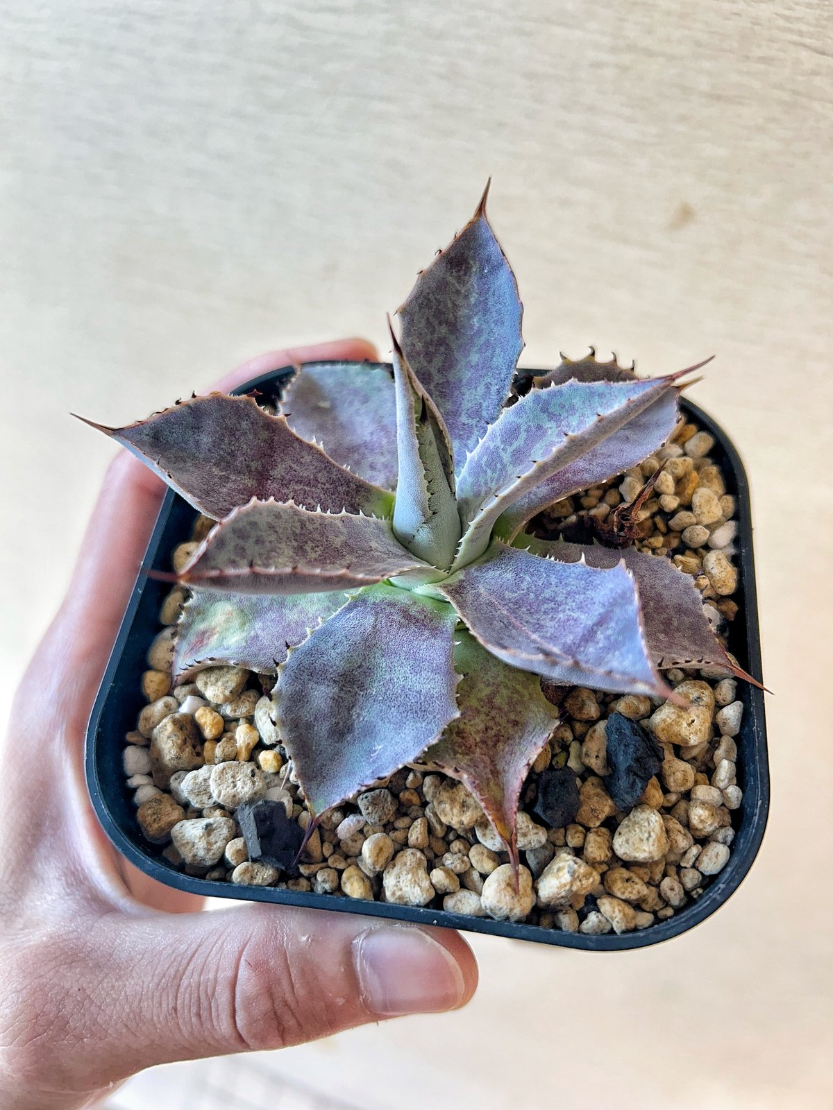 エボリスピナ × スポーン × イシスメンシス ハイブリッド ジェレミー