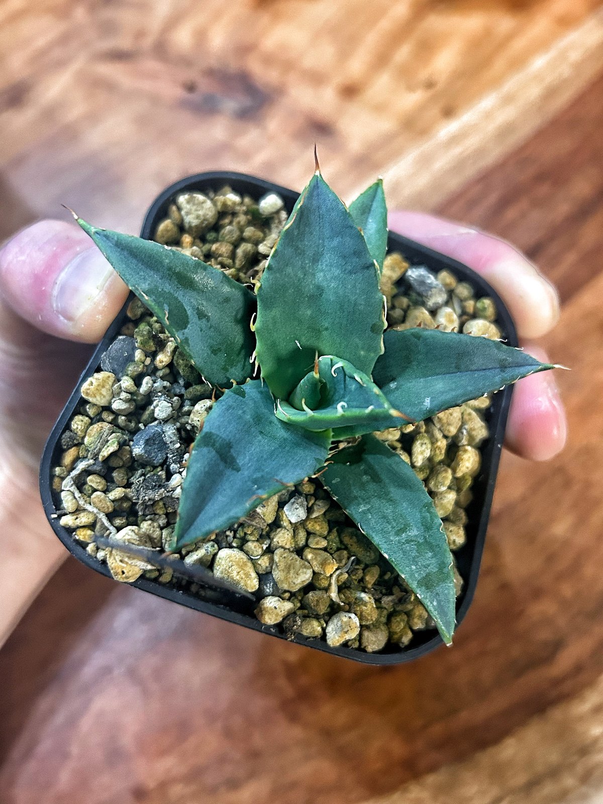 N*o様 アガベ AGAVE チェリースウィーズル ハイブリッド エボリスピナ N*o様 アガベ AGAVE チェリースウィーズル ハイブリッド