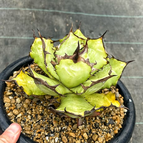 新年セール！アガベロックロウルサンコ産キズあり札付きG11