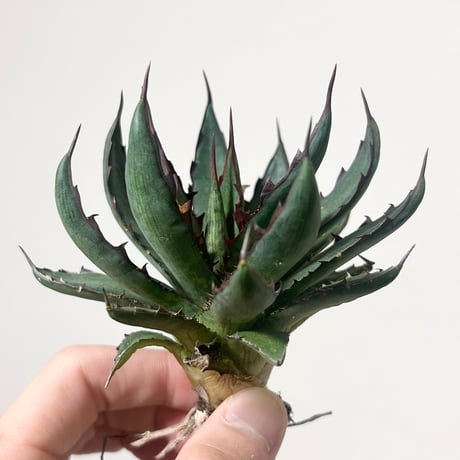 アガベ 暁之雪×紫之君 スポット ハイブリッド | アガベ専門店 Heart