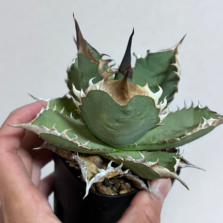 CATEGORY Agave | アガベ専門店 Heart plants.