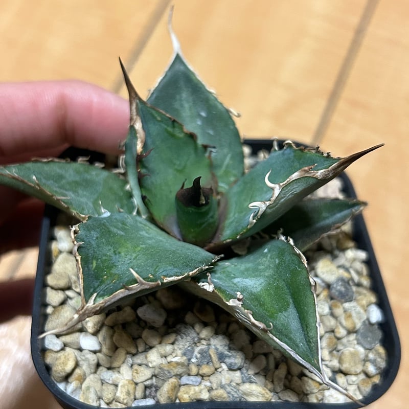 アガベ 緑犀牛 | アガベ専門店 Heart plants.