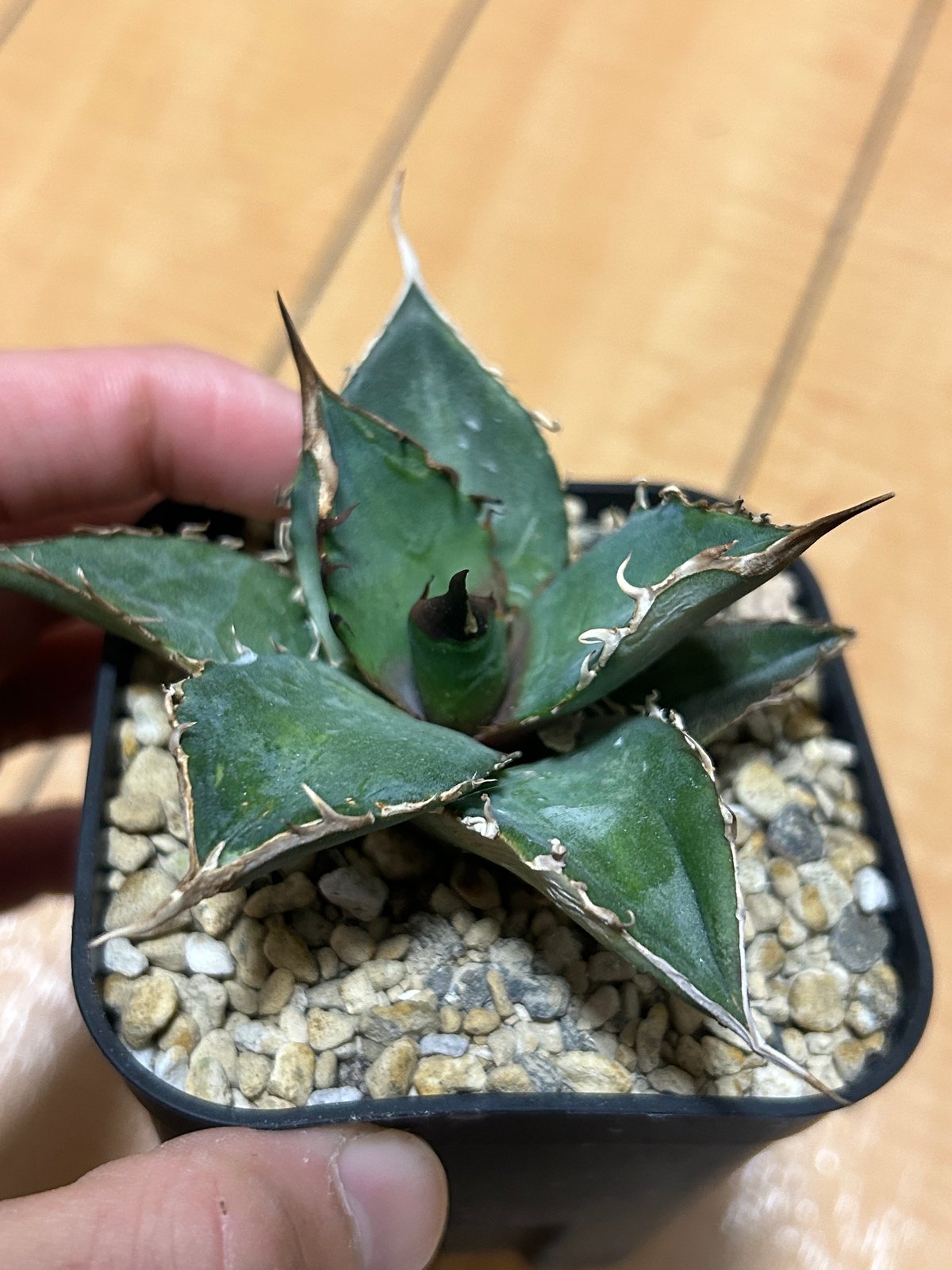アガベ　緑犀牛　中株 C81アガベ チタノタ 緑犀牛 agave green rhino優良血統中株 - メルカリ