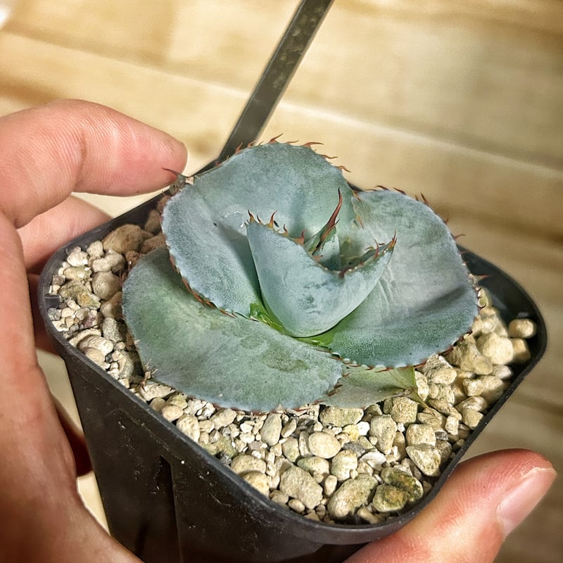 希少バランス抜群美株】 アガベ グアダラハラナドワーフタイプ 低重心