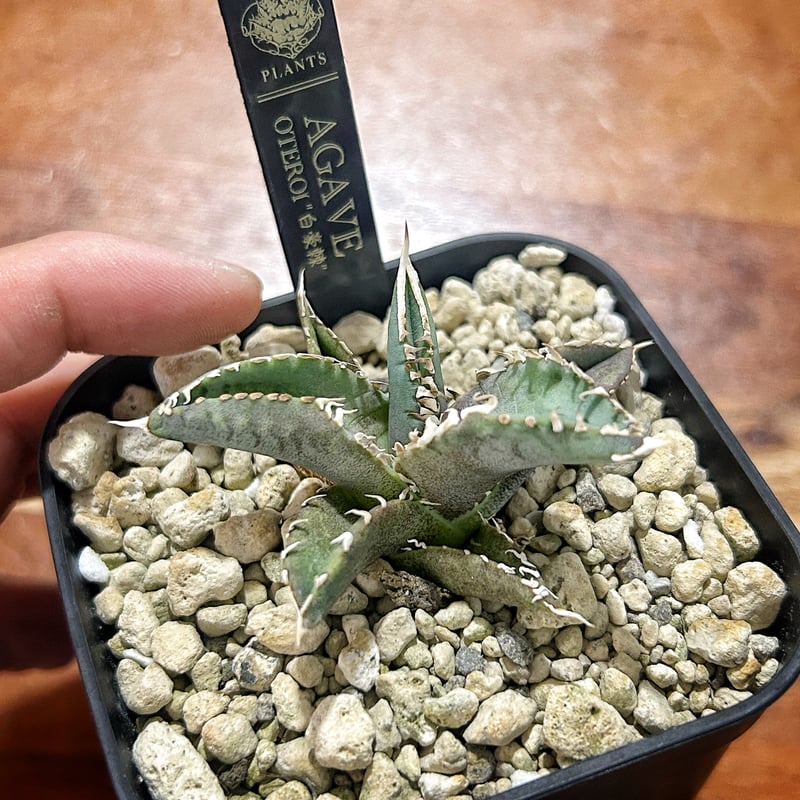 アガベ　オテロイ　レジェンド　親株出品 アガベ オテロイ レジェンド 親株出品 Yahoo!オークション