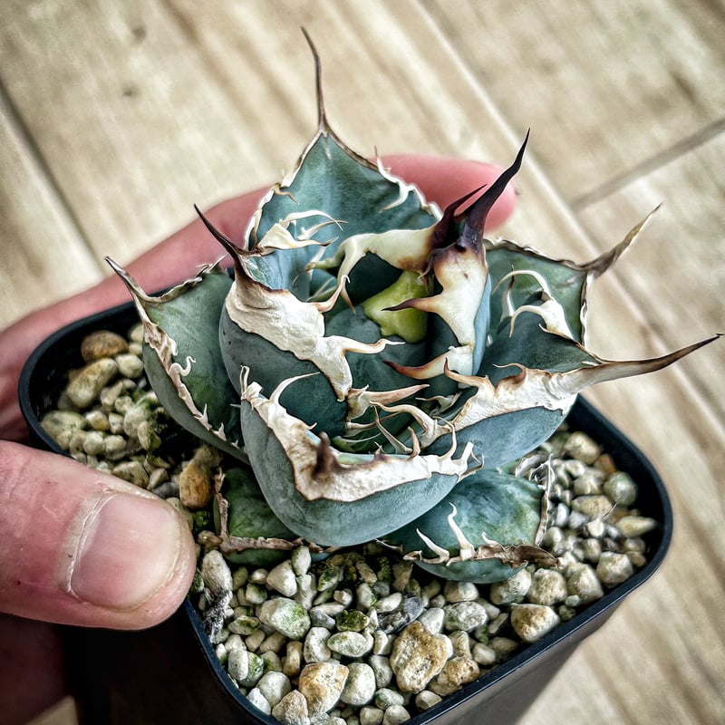 アガベ heart plants numbers 002 HP002 | アガベ専門店 Hea