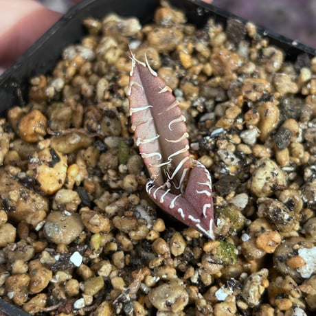 アガベ専門店 Heart plants.