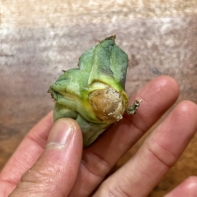 アガベ クラウンイーグル 冠鷲 発根済み | Heartplants