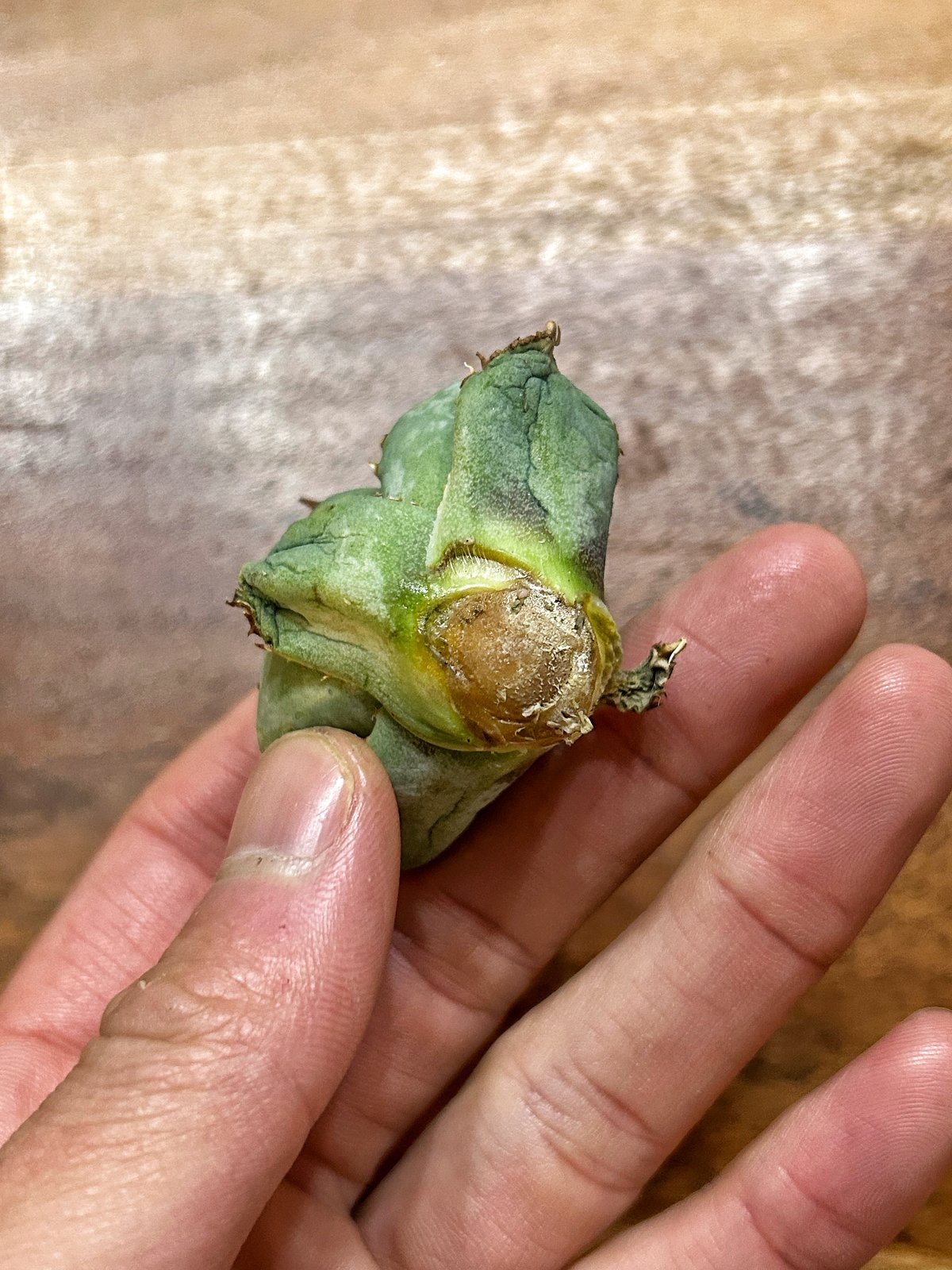 アガベ クラウンイーグル 冠鷲 発根済み | Heartplants アガベ クラウンイーグル 冠鷲 発根済み | Heartplants